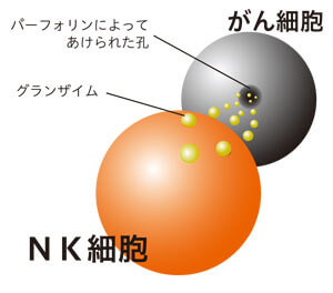 NK細胞の攻撃